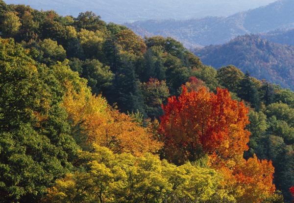 La vegetación en Europa absorbe más CO2 de lo que se estimaba