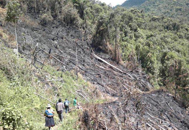 Deforestación afecta a 40 mil hectáreas de bosques en Cusco 