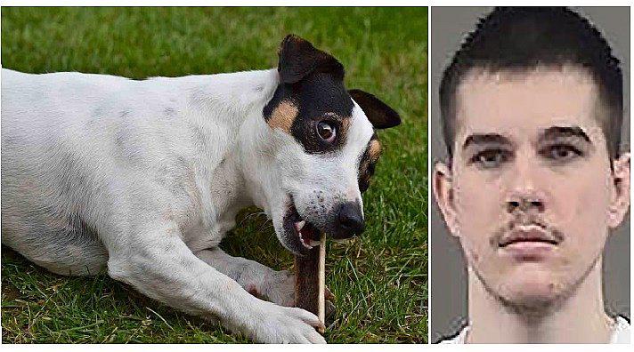 Lo condenan a 9 años de cárcel por matar a perrito