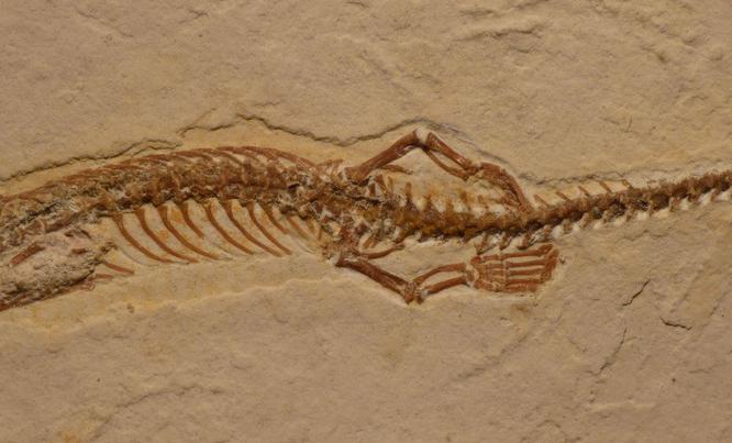 Hallan fósil de serpiente cuadrúpeda que sugiere origen terrestre de estos reptiles