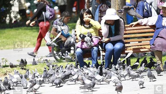 Palomas: Proliferación de aves es un riesgo para la salud
