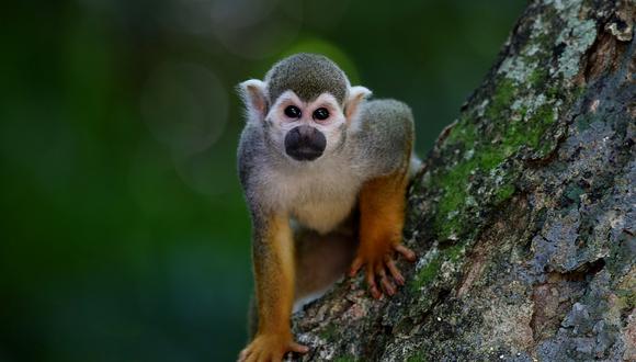 La viruela del mono es una enfermedad infecciosa rara que se propaga entre especies, incluso de animales a humanos, y está causada por el virus de la viruela del mono del género Orthopoxvirus. (Foto: Pixabay)