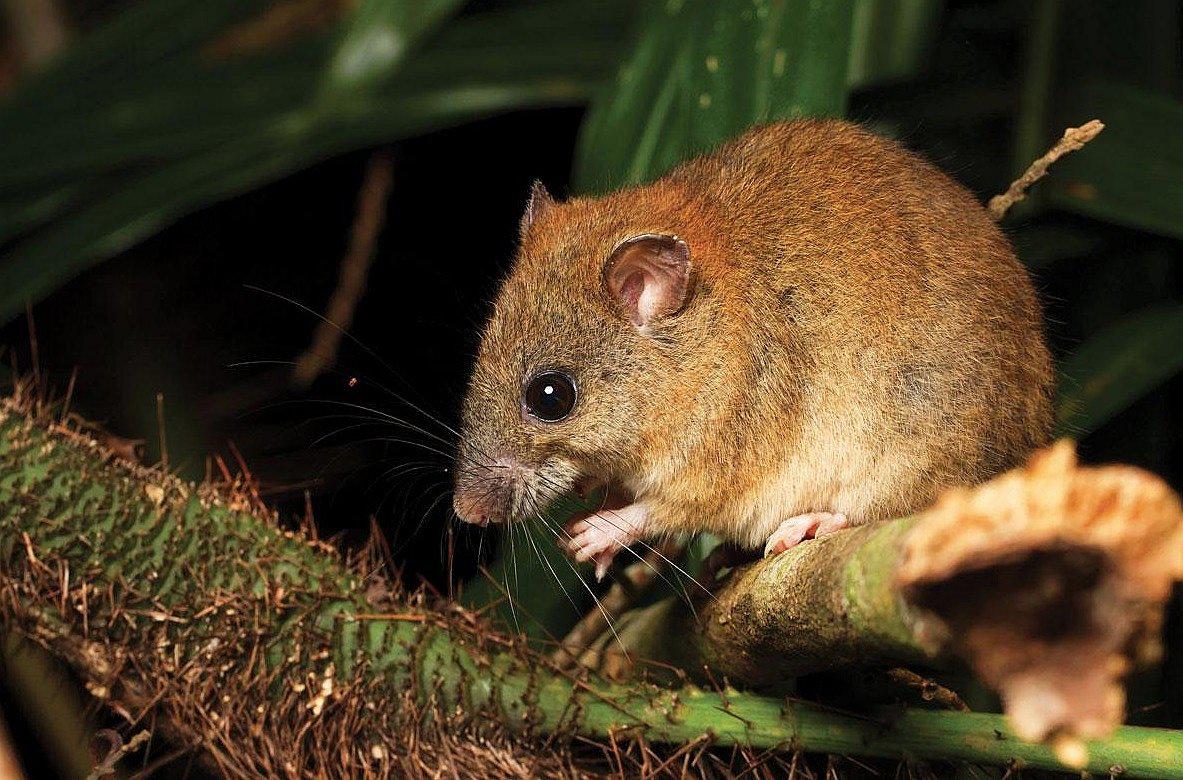 Roedor australiano es el primer animal en extinguirse por culpa del cambio climático