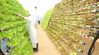 Mercado laboral se mantendrá dinámico en el sector agroindustrial 