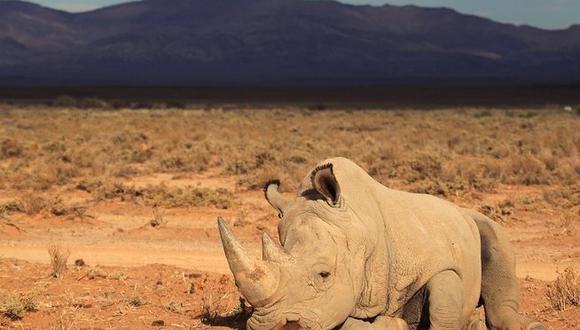 Sudáfrica: caza furtiva de rinocerontes bajó ligeramente en Sudáfrica