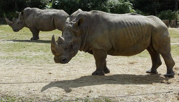 Extraerán óvulos de las últimas hembras de rinoceronte blanco