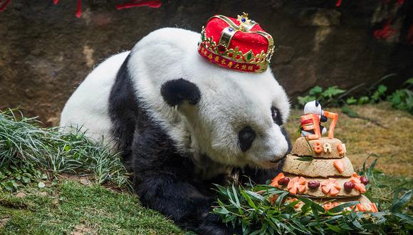 Basi, el panda más viejo del mundo, murió en China