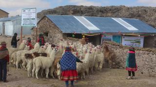 Construyen 275 cobertizos para proteger a más de 27 mil 500 cabezas de ganado en Huancayo