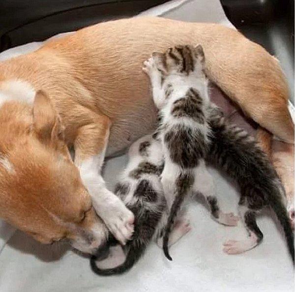 Perrita adopta camada de gatitos, tras ser separada de sus cachorros