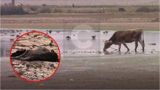 Laguna Chocón en la provincia de Jauja se seca y decenas de aves mueren de sed