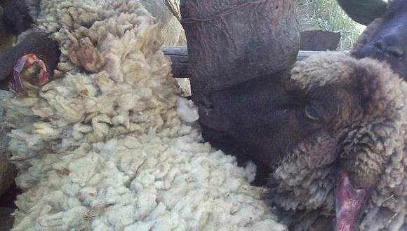 Arequipa: Roban 30 ovejas a anciano de 70 años