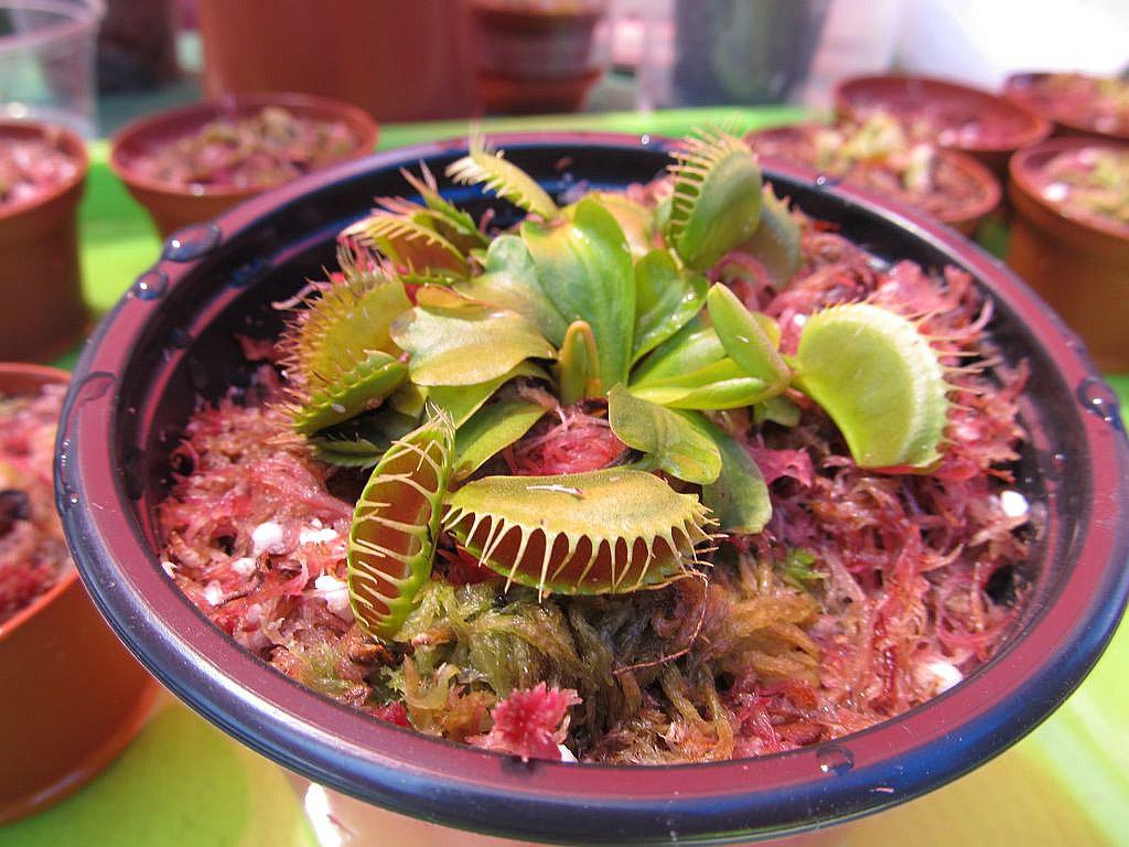 Plantas carnívoras se expenden como pan caliente