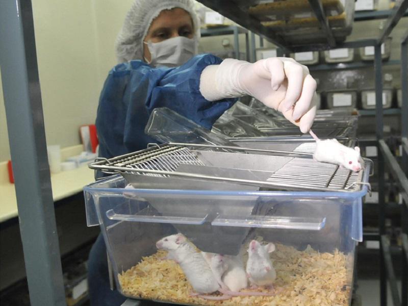 Desarrollan una nueva sustancia que reduce el peso de los ratones obesos