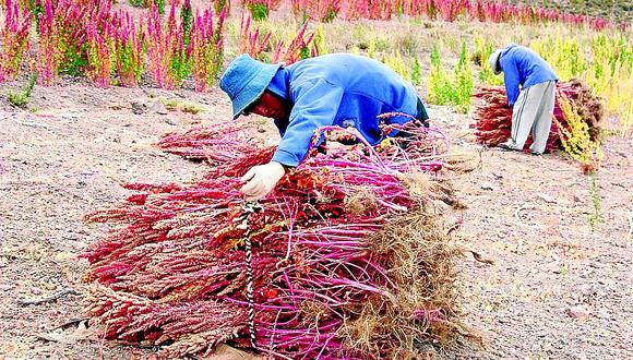 Gobierno Regional y la UNA piden que se suspenda la importación de quinua