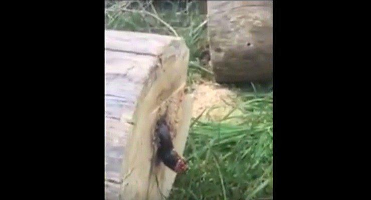 ​Tala árbol de su casa y encuentra esta desagradable sorpresa (VIDEO)