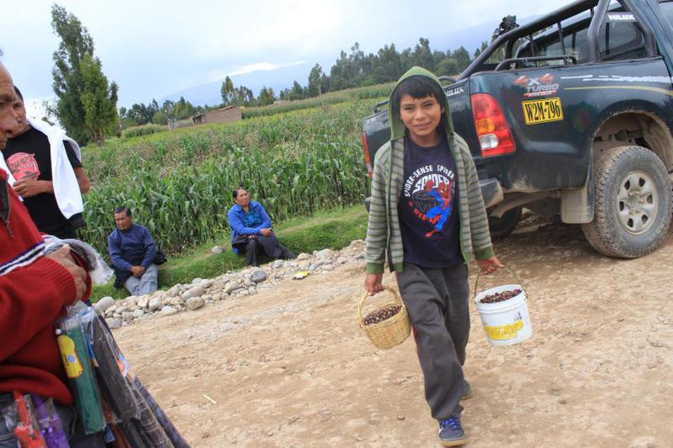 La guinda en su máximo esplendor en festival de Huamancaca Chico 