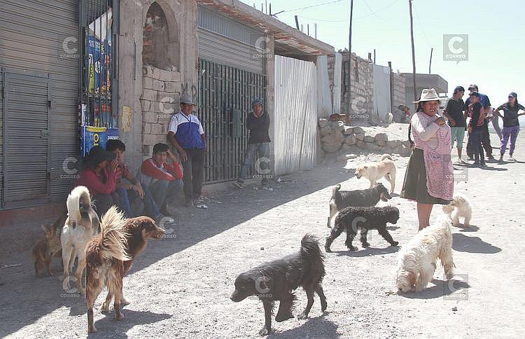 Ocho distritos deberán entregar informe sobre trabajo contra rabia canina