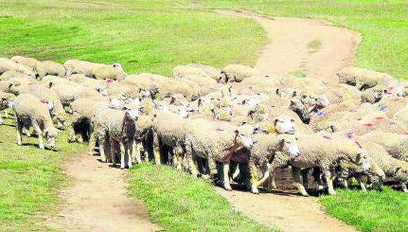 Sujetos armados golpearon a una familia y sustraen cien cabezas de ganado ovino