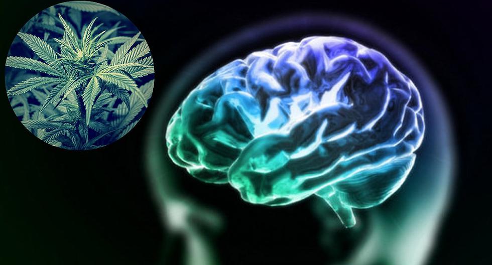 Identifican de qué forma el cannabis afecta a las neuronas SALUD CORREO