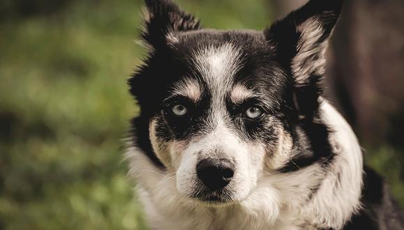 Científicos derrumban creencia popular de que un año de perro equivale a siete de humano. (Foto: Pixabay)