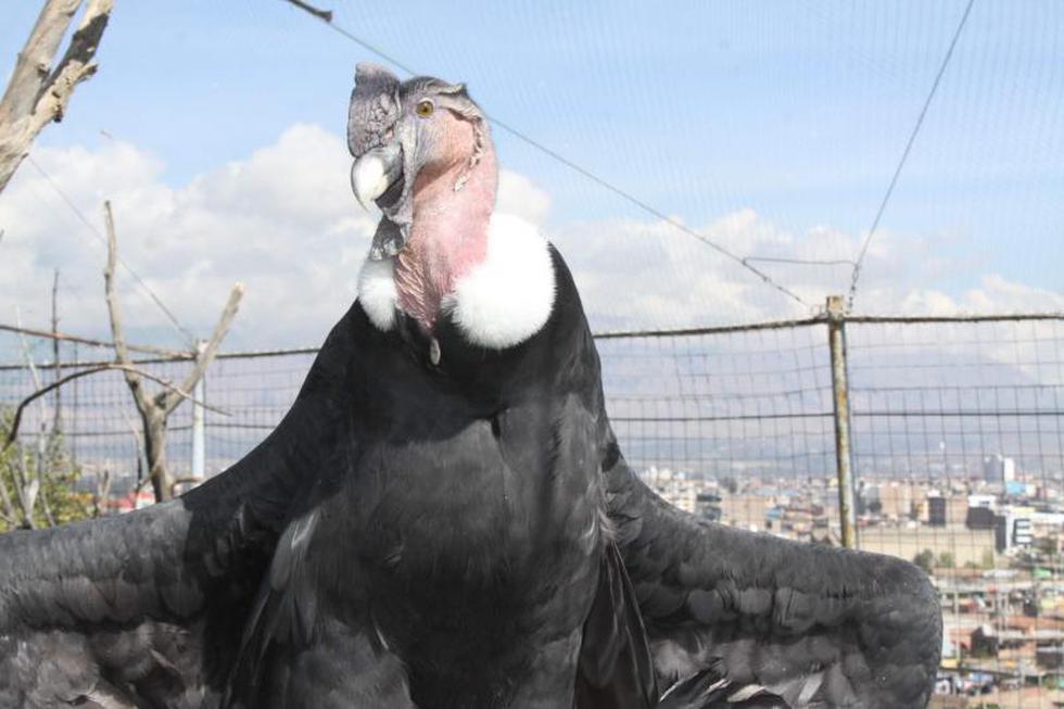 Implantarán chips a los animales de zoológico 