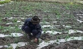 Ayacucho: Granizada y lluvia afecta más de 10 haz de cultivos
