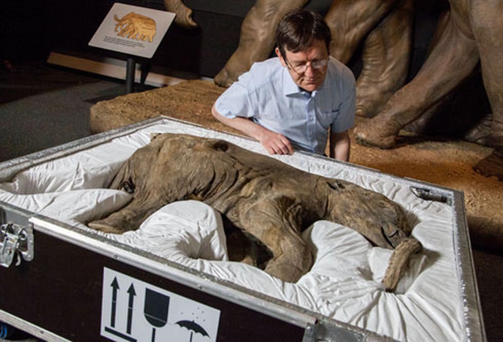 Cría de mamut de sólo un mes se expone por primera vez en Europa