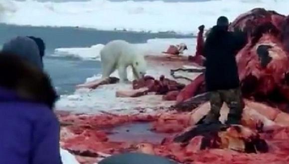 Cazadores de ballenas asesinan a oso polar de un disparo y genera indignación (VIDEO)