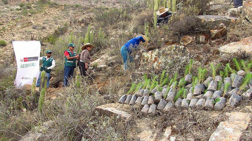 Siembran 11 mil 500 árboles en Caylloma