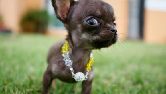 El perro más pequeño del mundo se encuentra en Puerto Rico