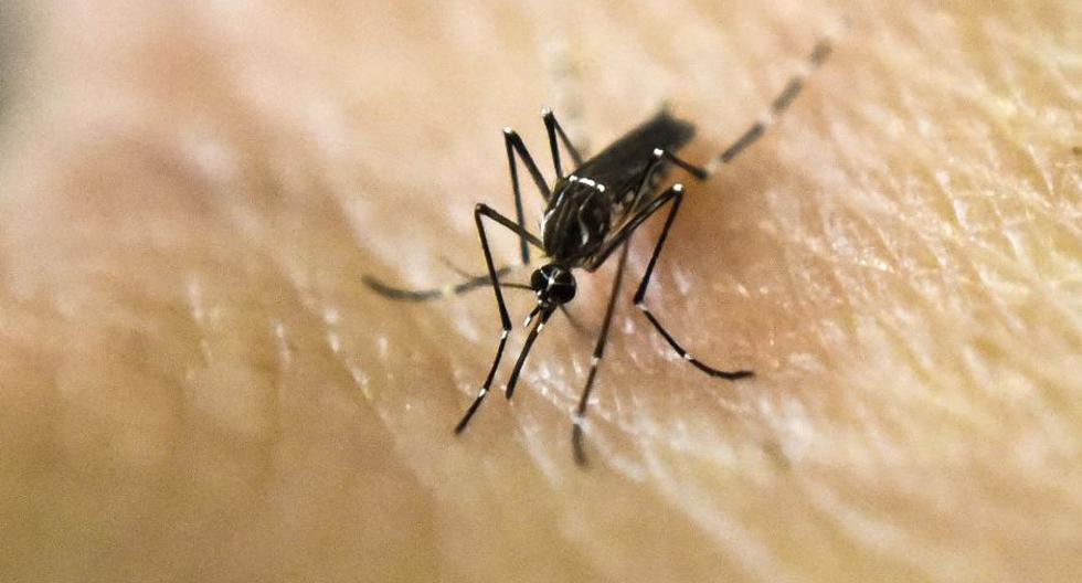 Dengue hemorrágico: ¿Por qué es tan preocupante en el Perú?