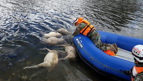Cerca de 300 ganados fueron arrastrados por desborde de laguna en Junín (FOTOS)