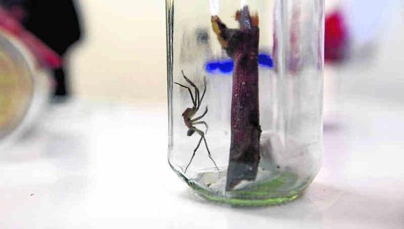 Casos de picadura de araña en Junín aumenta en un 30%