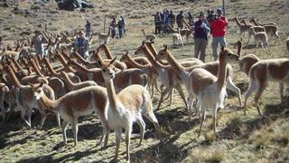 Pobladores del distrito Lari denuncian caza furtiva de vicuñas, en Arequipa