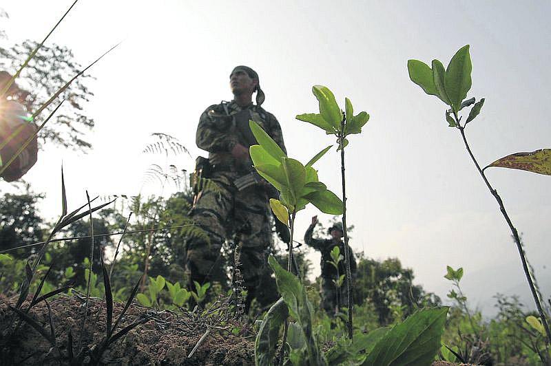 Cada año aumentan las áreas de cultivo de hoja coca en Puno