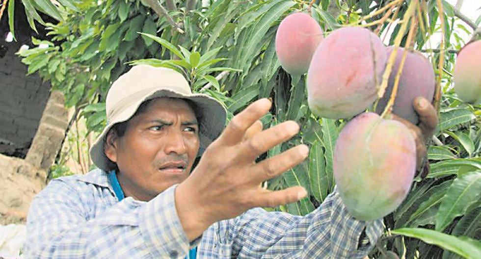 Baja Producción De Mango Edicion Correo 3769