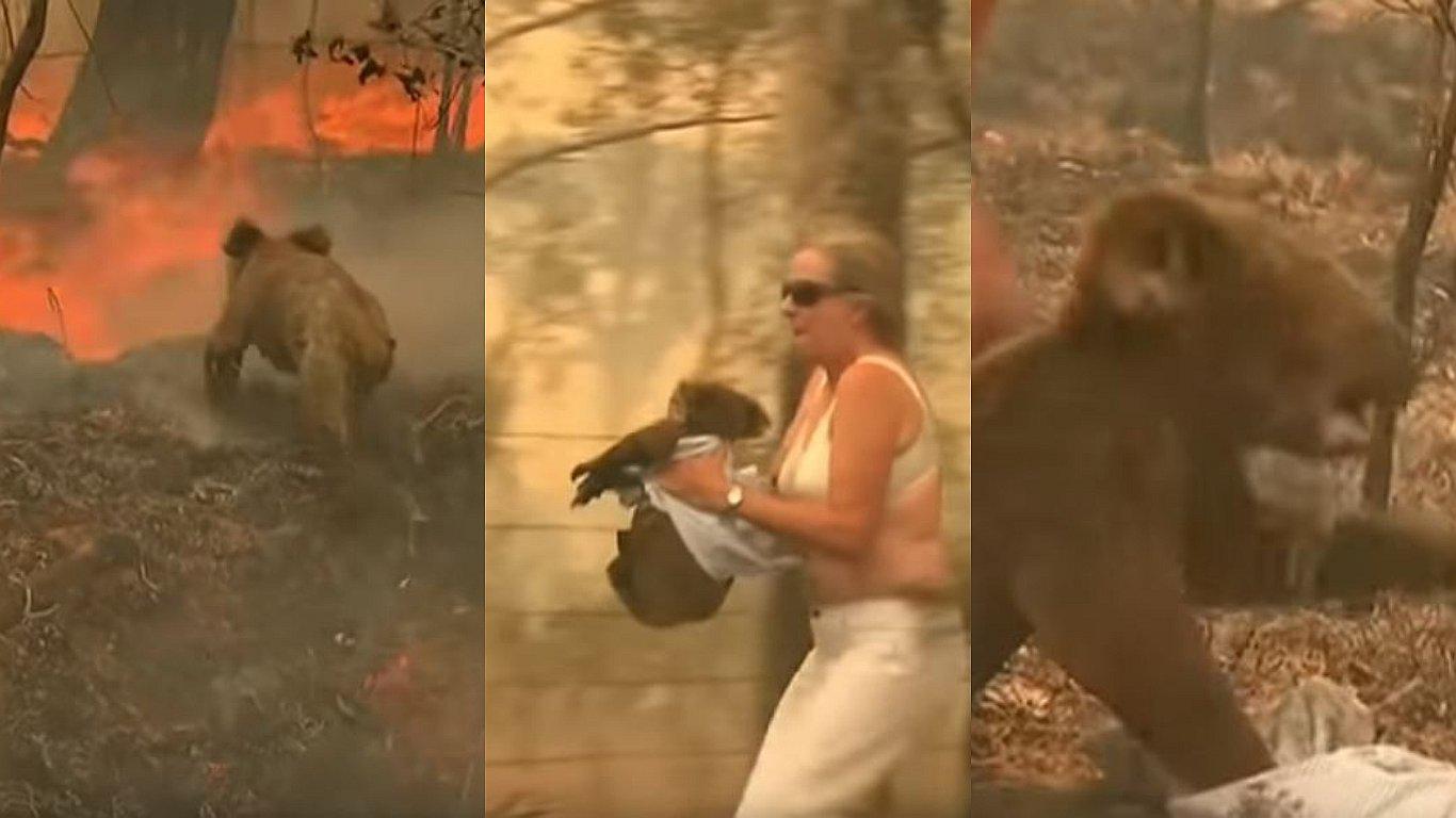 Australia: el doloroso rescate de un koala en medio de un incendio forestal (VIDEO)