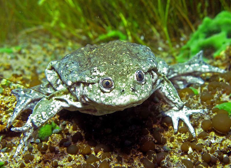 Región Puno declara de interés regional a la Rana Gigante del Titicaca