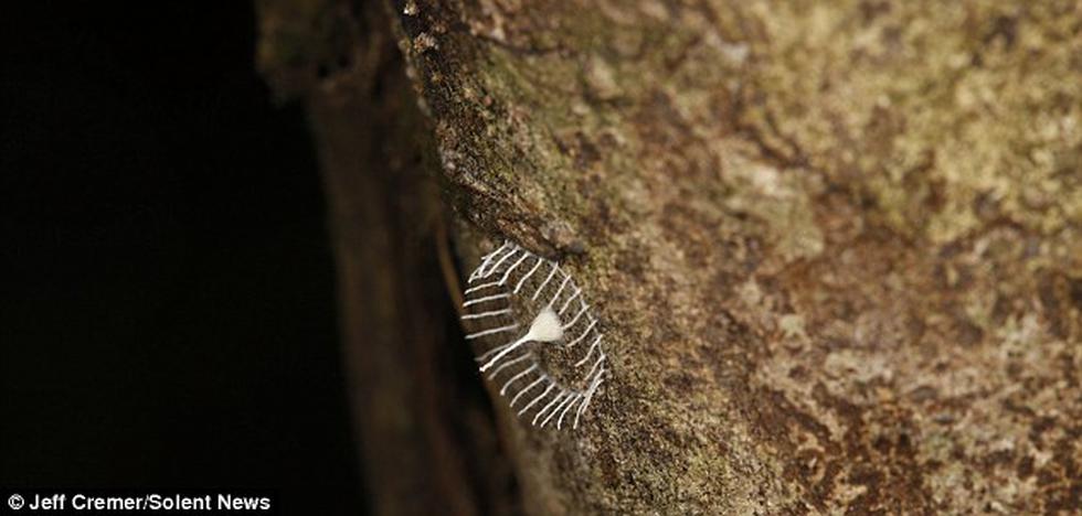 Tambopata: Extrañas estructuras halladas en los árboles son obra de arañas 