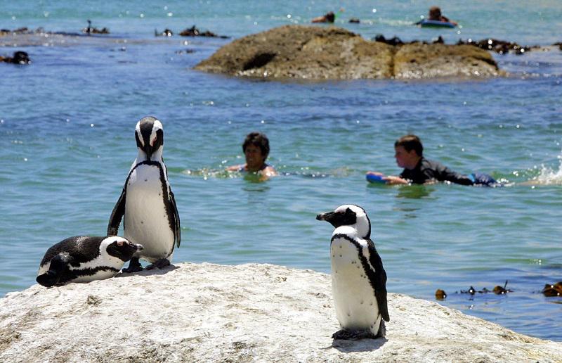 Clima y sobrepesca amenazan la existencia del pingüino de El Cabo