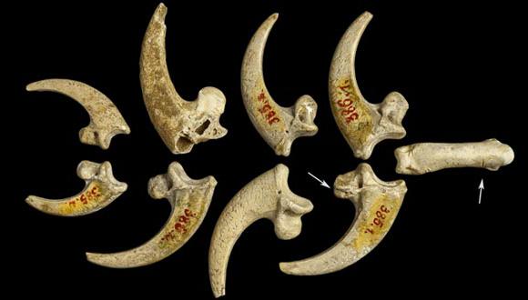 Neandertales hacían joyas usando garras de ave