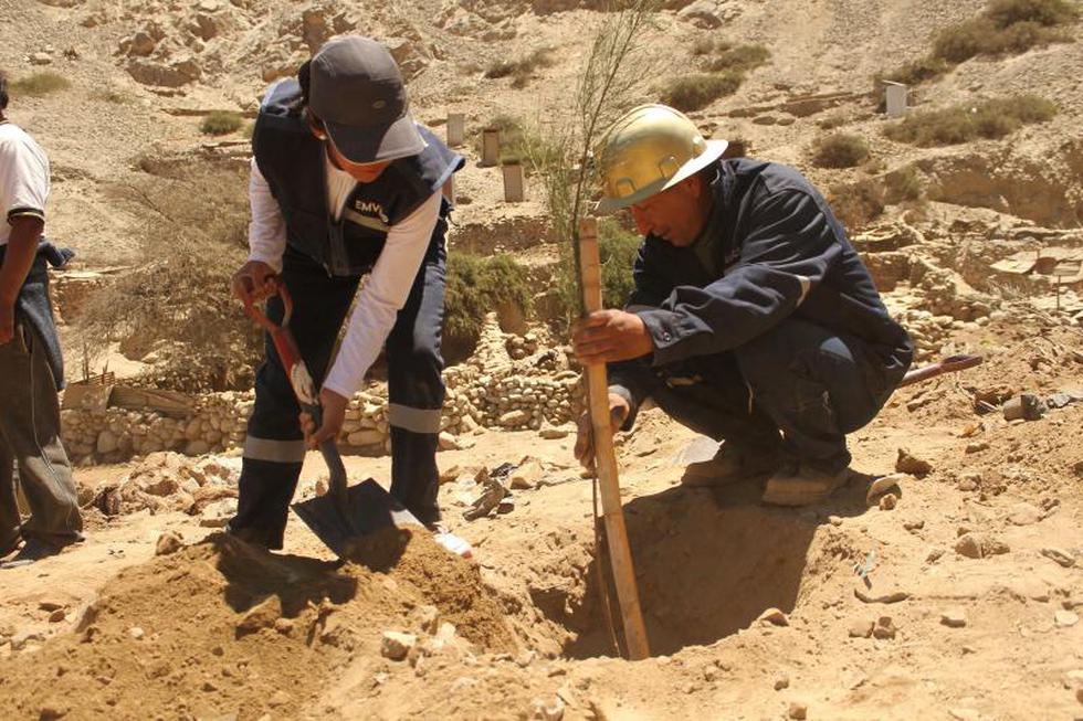 Arboles en lugar de quimbaletes