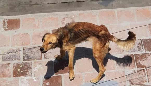 Escuálidos, así se encuentran los canes de un vecino de la calle Jorge Chávez