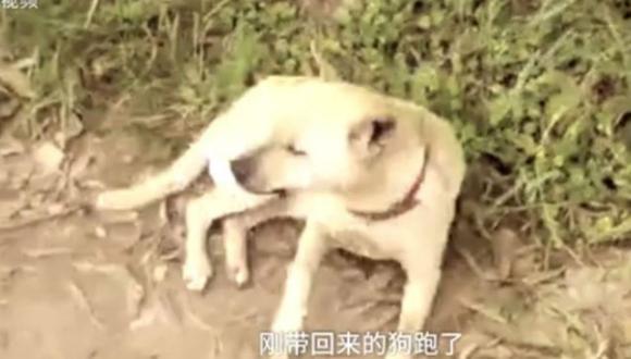China: Perro se convirtió en héroe al rescatar a bebé enterrado vivo