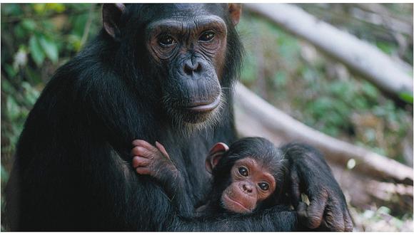 ​Chimpancés, como los humanos, hacen las cosas como su madre les enseña