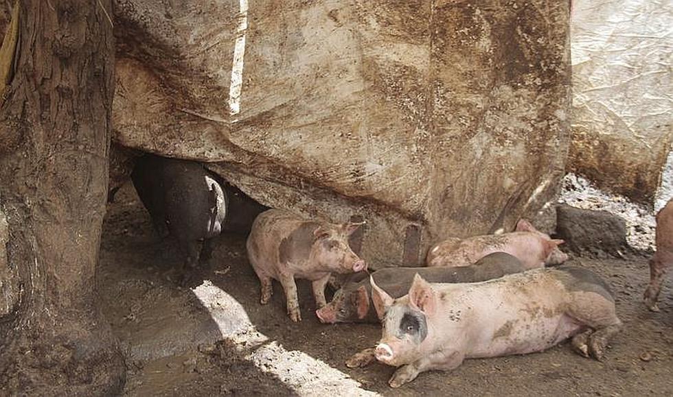 Chancherías en zona urbana ponen en riesgo la salud de los arequipeños (FOTOS)
