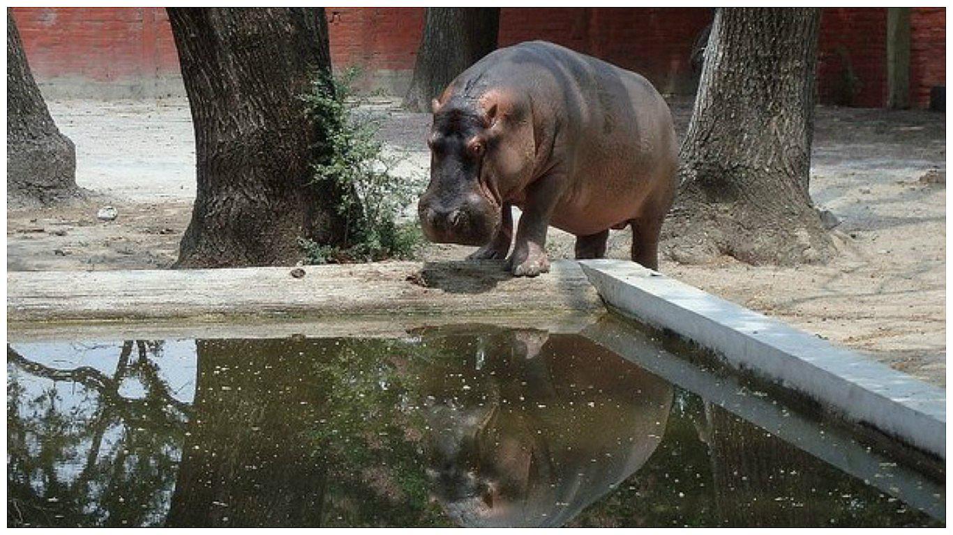 ​Hipopótamo "Gustavito" muere tras ser agredido por sujetos en un zoológico 