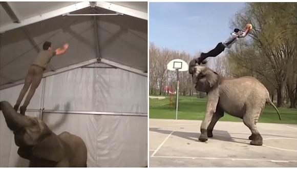 Acróbatas hacen extremas maniobras con ayuda de elefantes