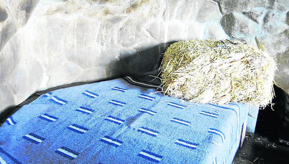 ​Por intenso frío abrigan con frazadas a las fieras del zoológico de Huancayo
