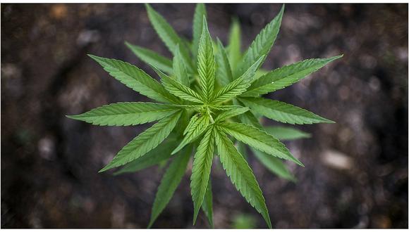 Marihuana: Lima, Cusco, Arequipa y Tacna registran el mayor consumo de cannabis a nivel nacional 